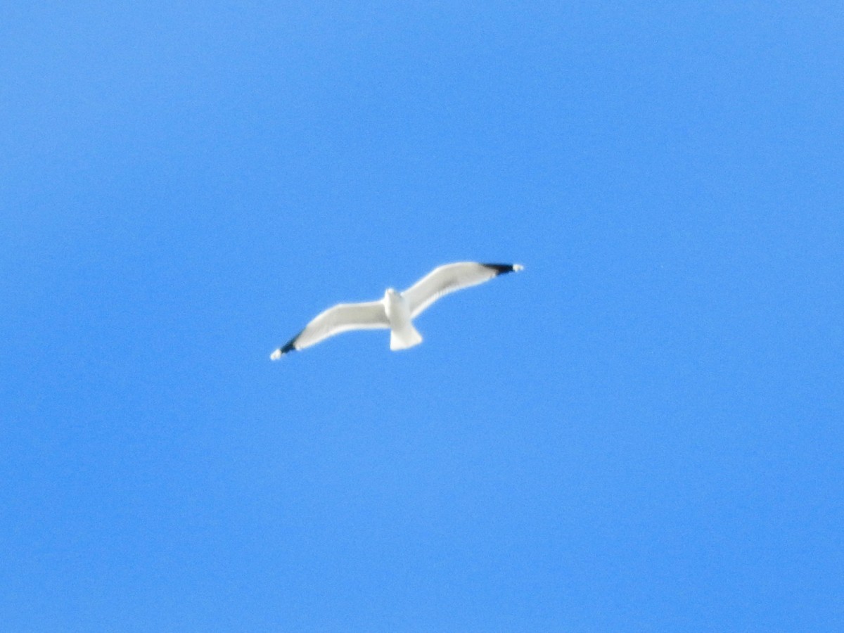 Goéland de Californie - ML647646333