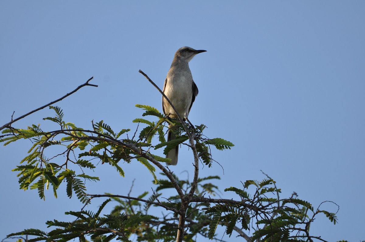 Moqueur des savanes - ML647646335