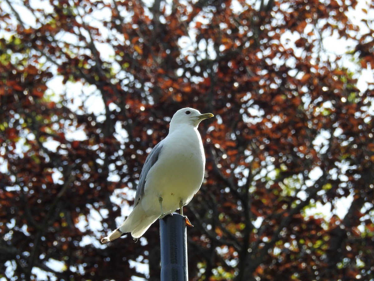 Goéland cendré - ML647646336