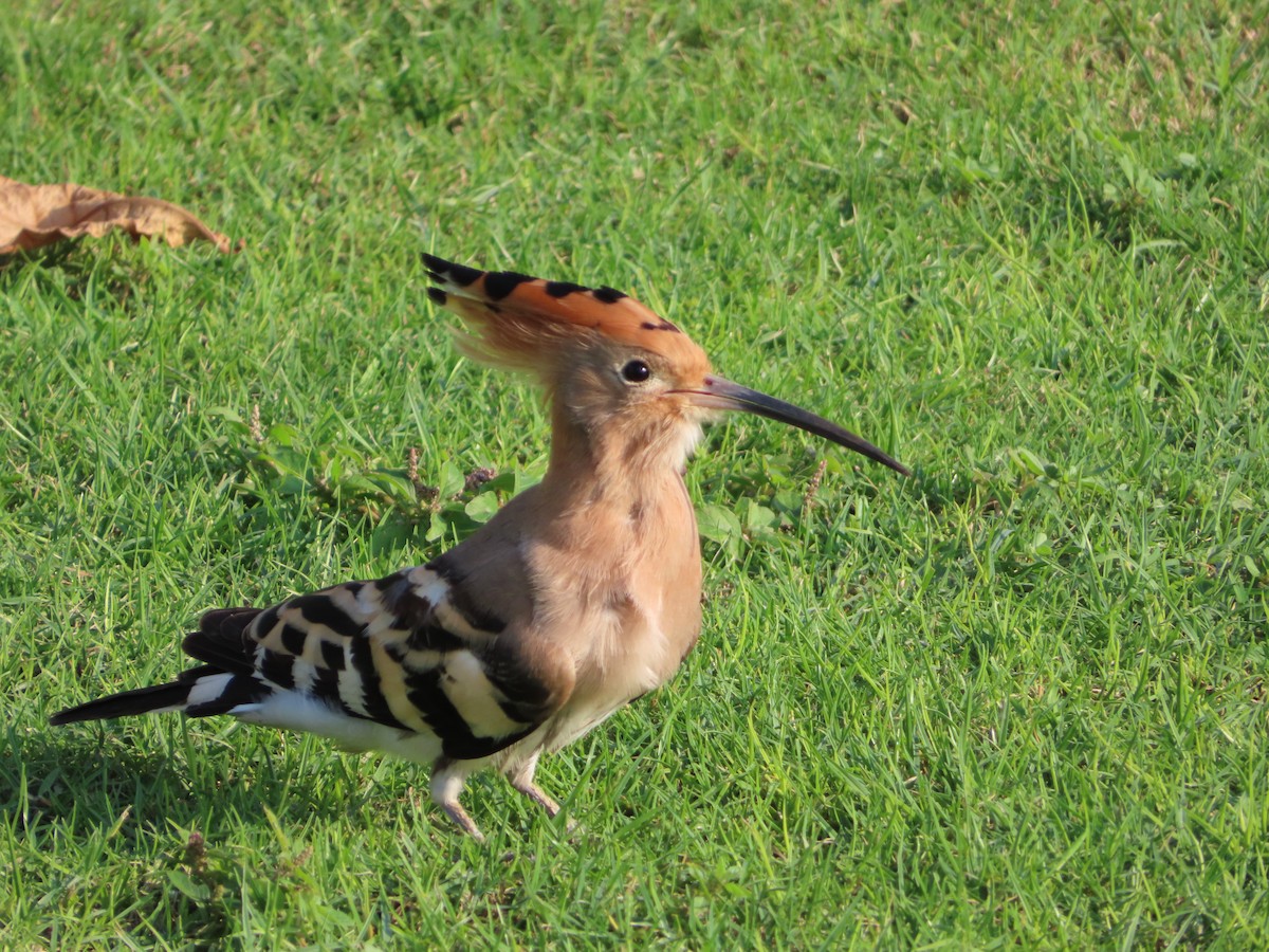 Huppe fasciée - ML647646337