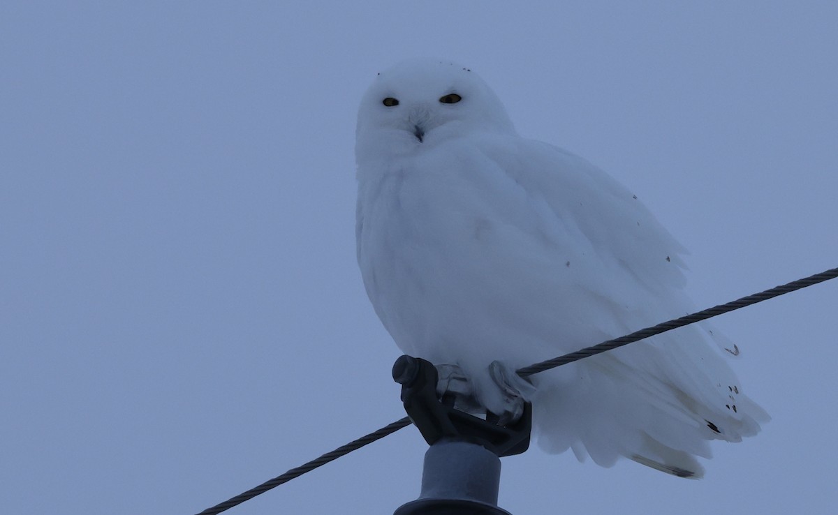 Harfang des neiges - ML647646340