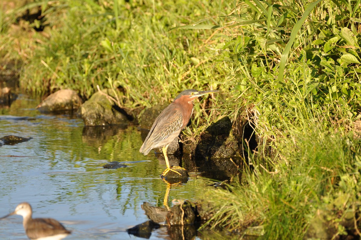 Héron vert - ML647646342
