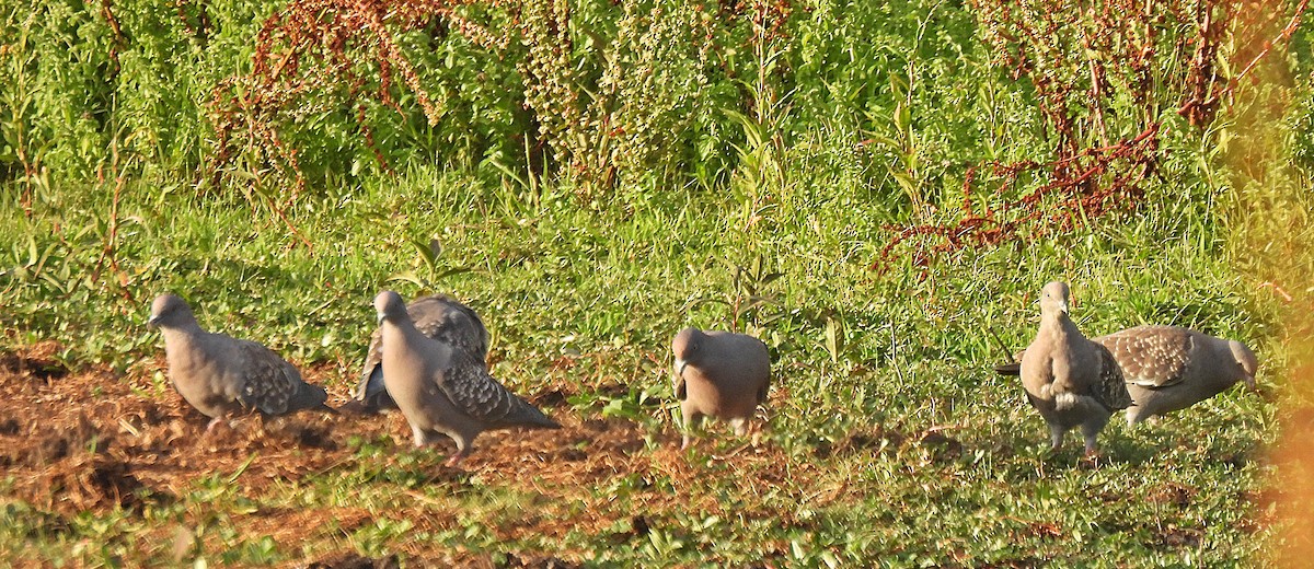 Pigeon tigré - ML647646346
