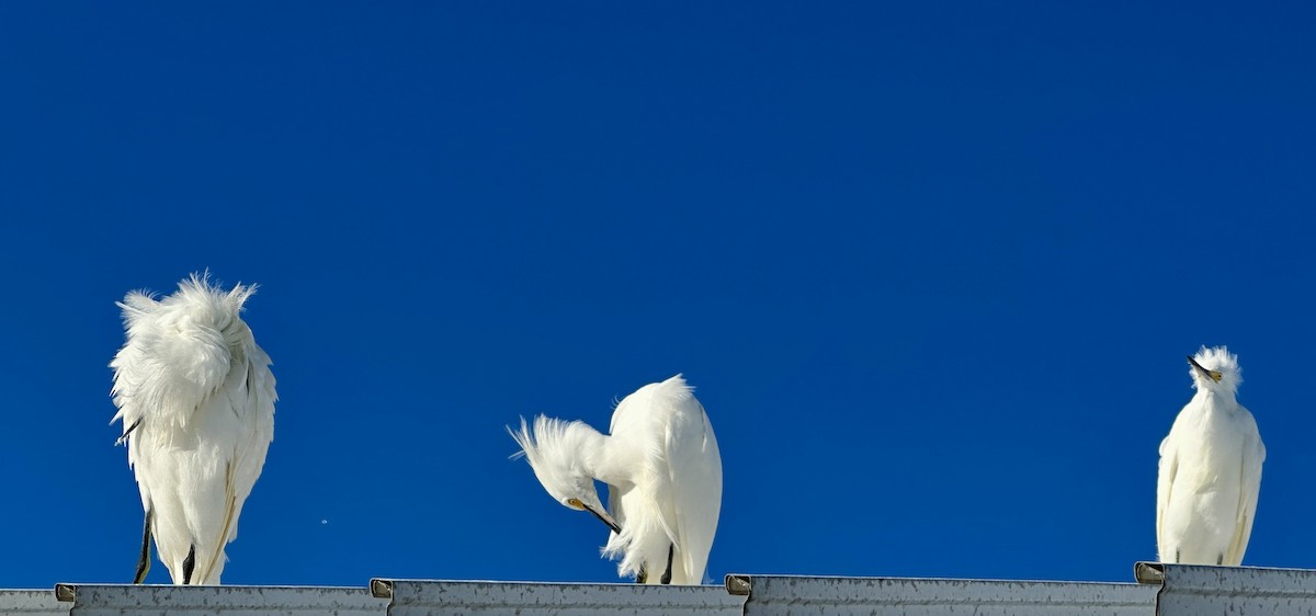 Aigrette neigeuse - ML647646348