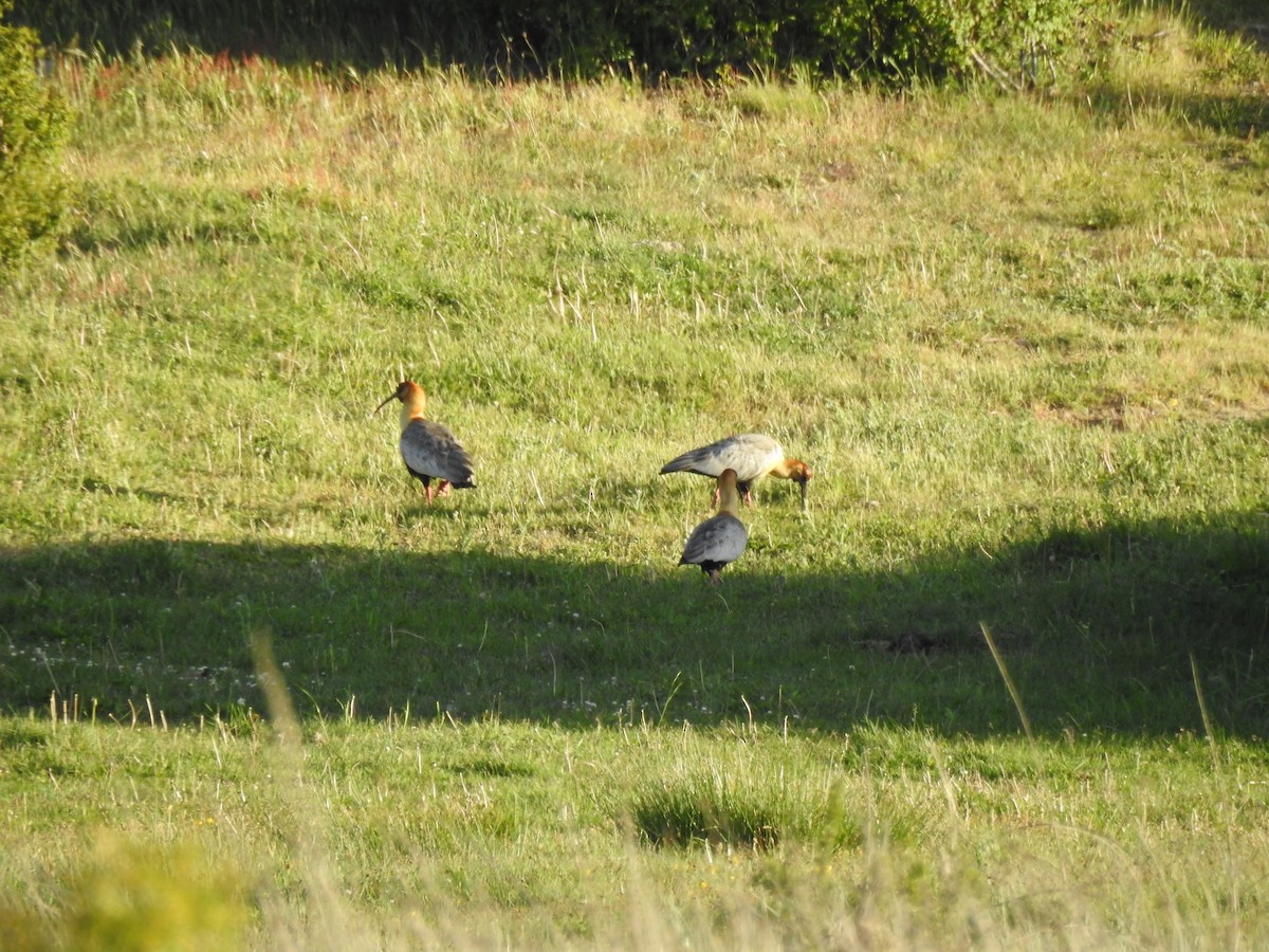 Bandurria Austral - ML647646359