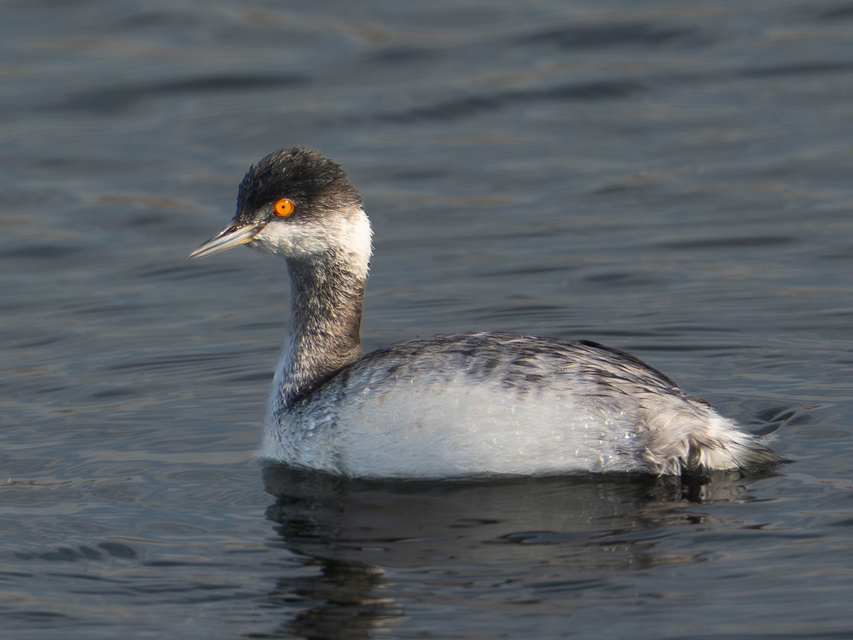 Grèbe à cou noir - ML647646411