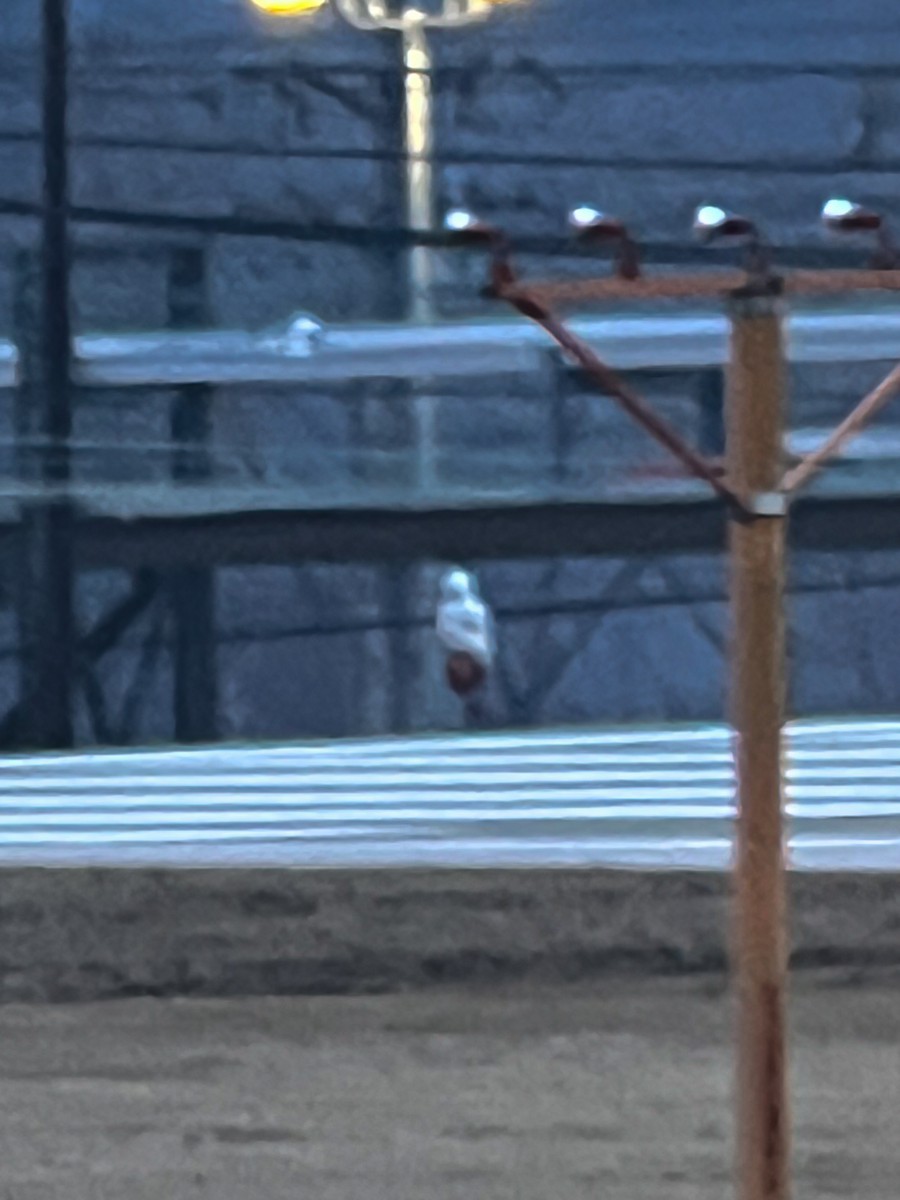 Snowy Owl - ML647646415