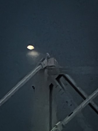 Snowy Owl - ML647646416