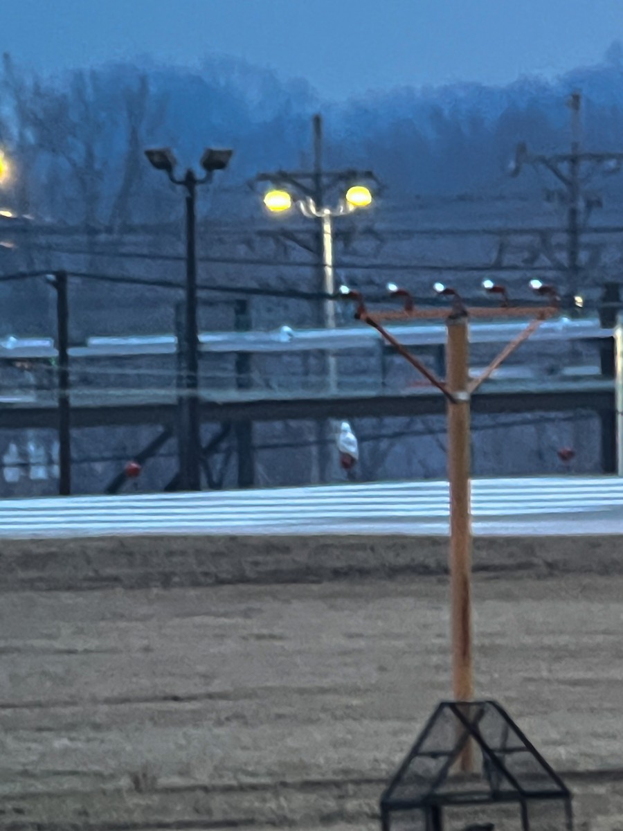 Snowy Owl - ML647646418