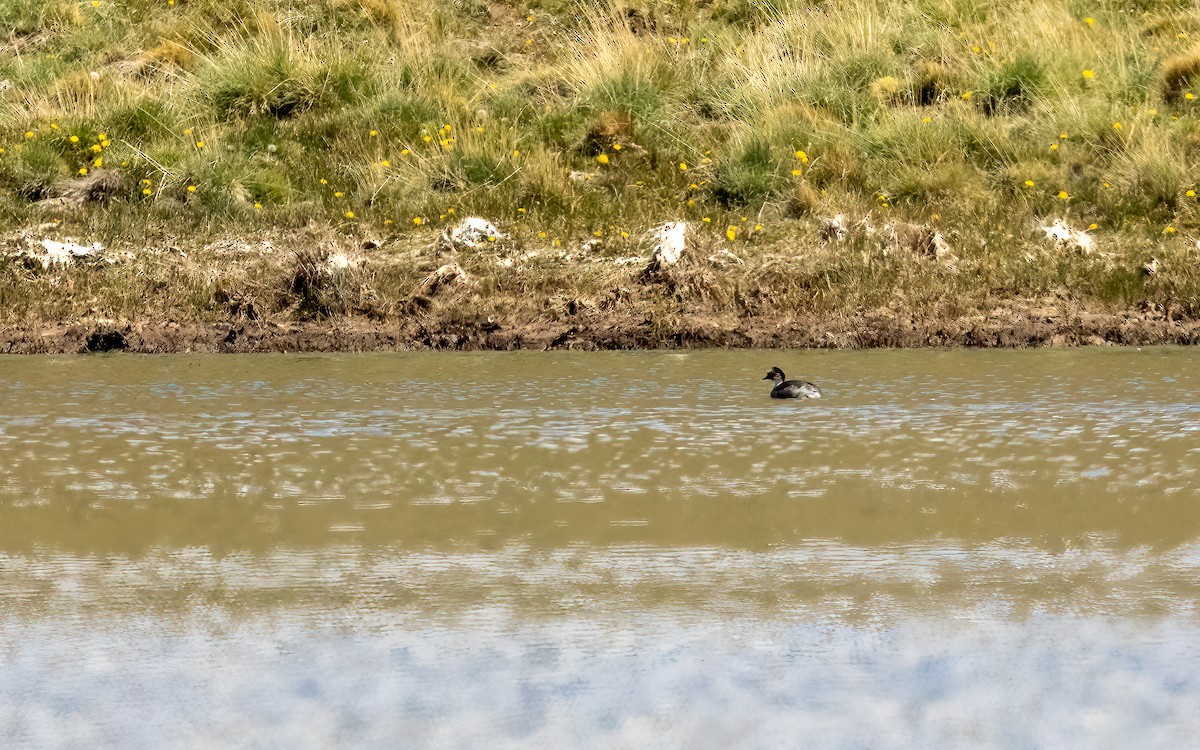 Silvery Grebe (Patagonian) - ML647646445