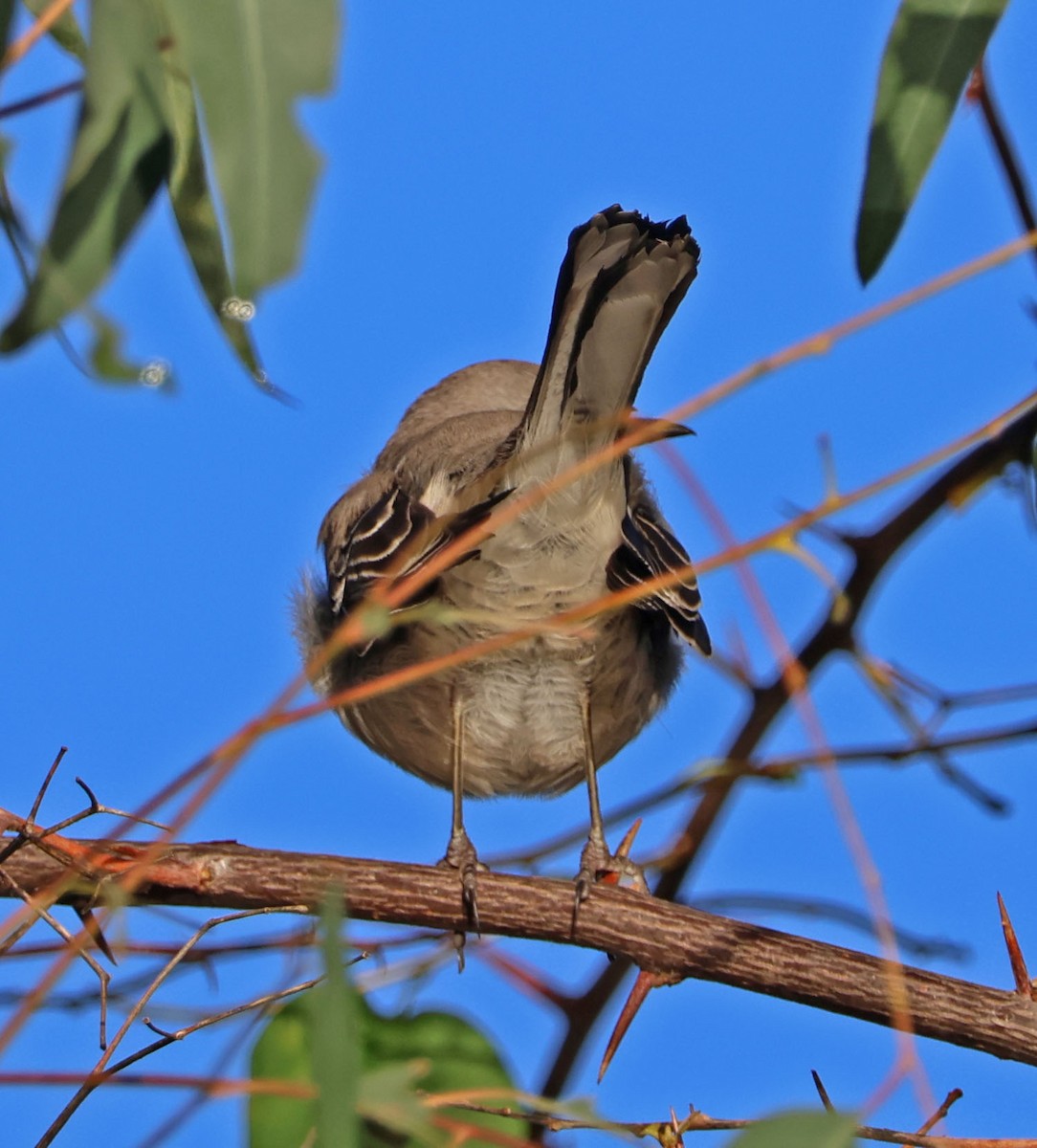 Northern Mockingbird - ML647646453