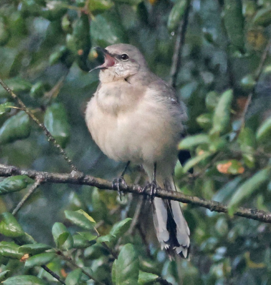 Northern Mockingbird - ML647646454