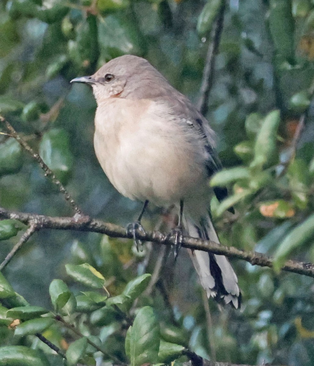 Northern Mockingbird - ML647646455