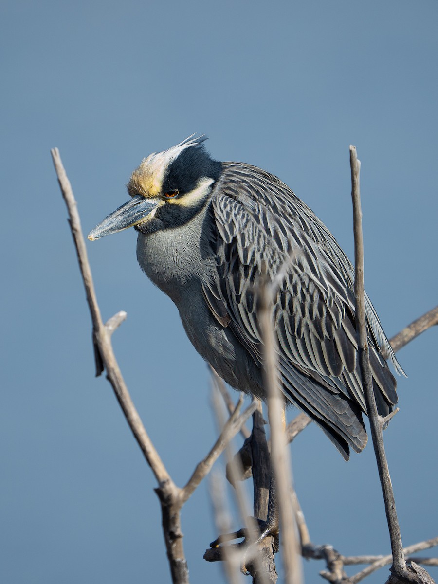 kvakoš žlutočelý - ML647646569