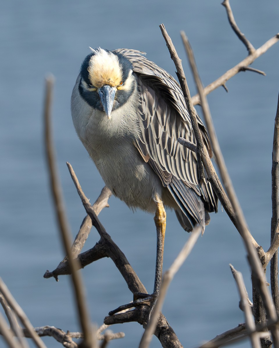 kvakoš žlutočelý - ML647646570