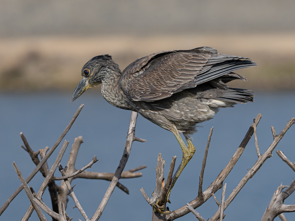 kvakoš žlutočelý - ML647646573