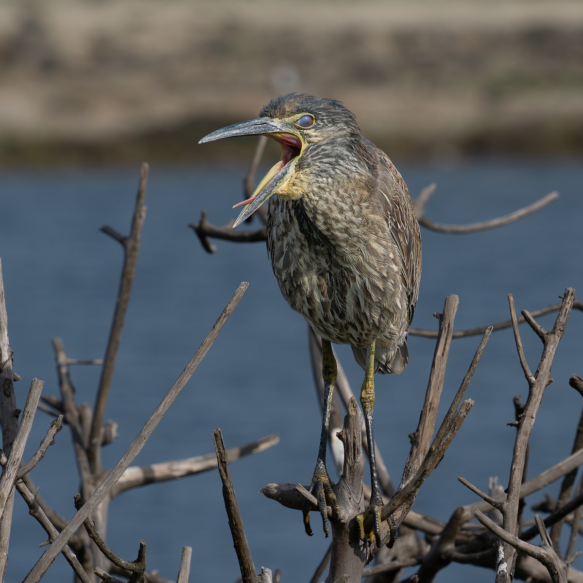 kvakoš žlutočelý - ML647646574