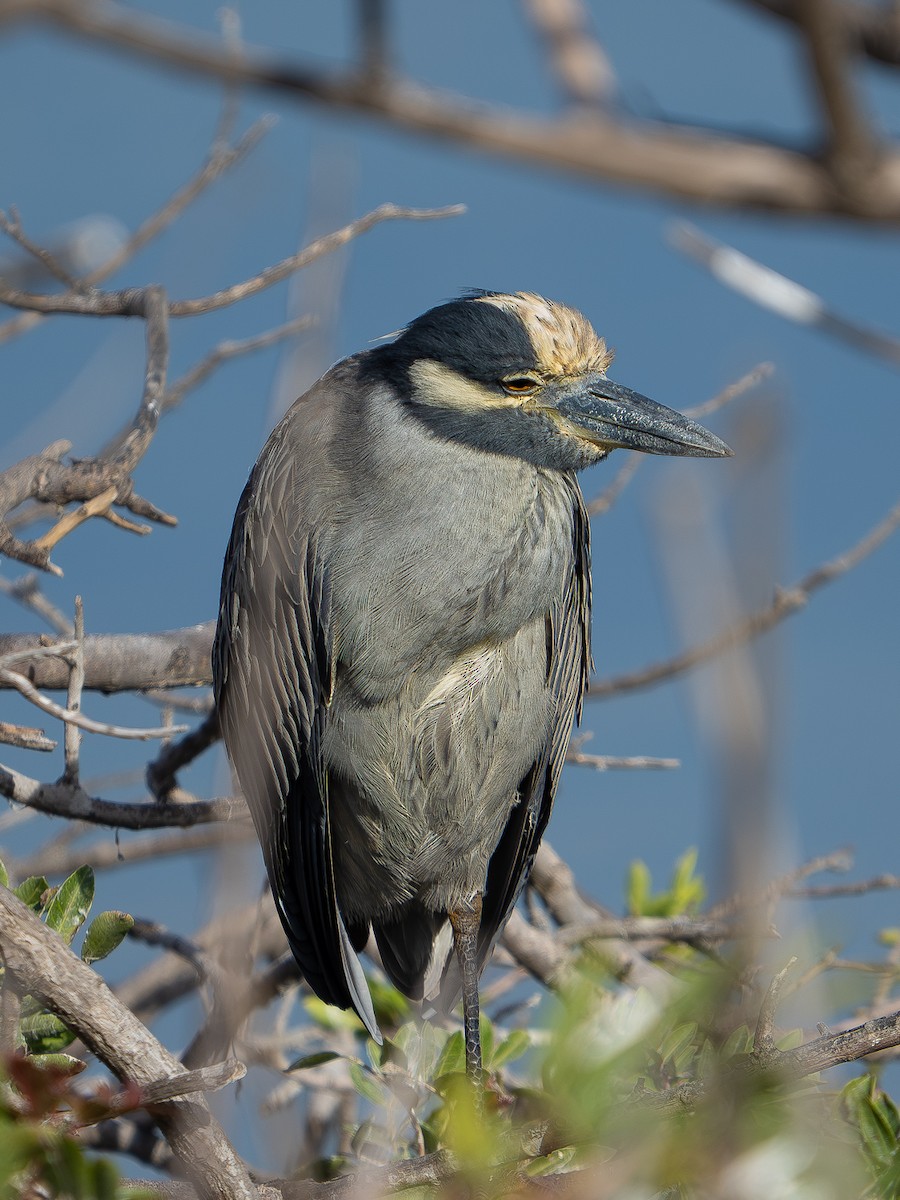 kvakoš žlutočelý - ML647646575