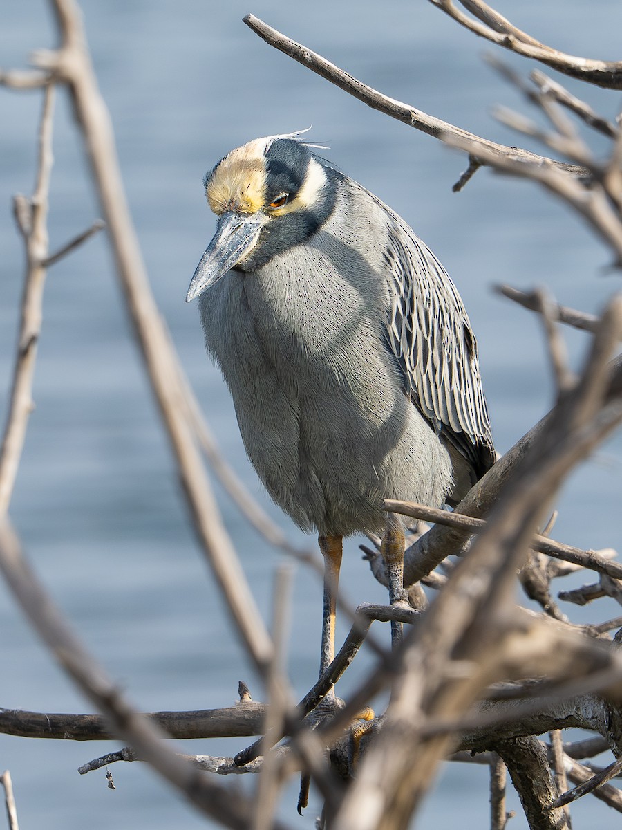 kvakoš žlutočelý - ML647646576