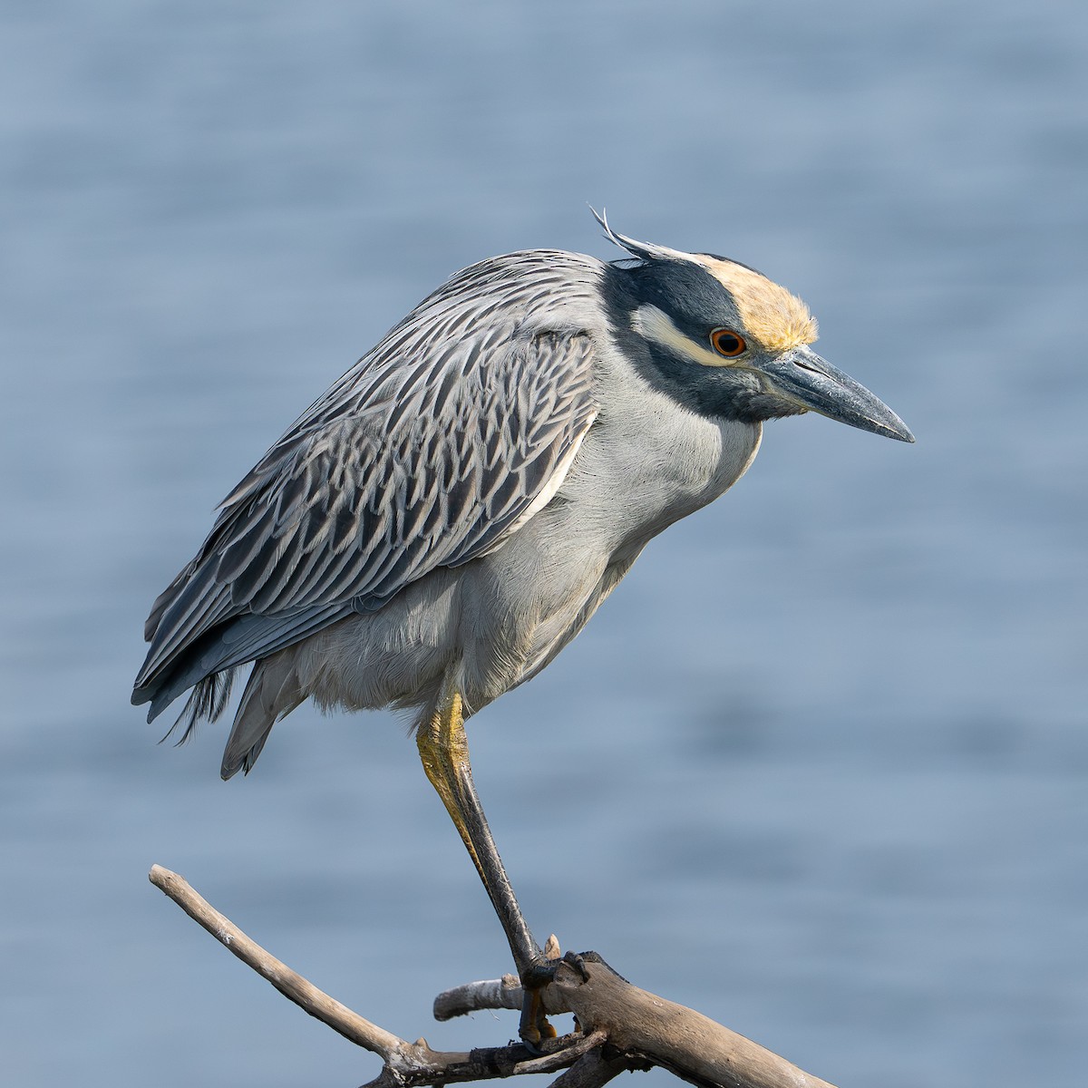 kvakoš žlutočelý - ML647646577