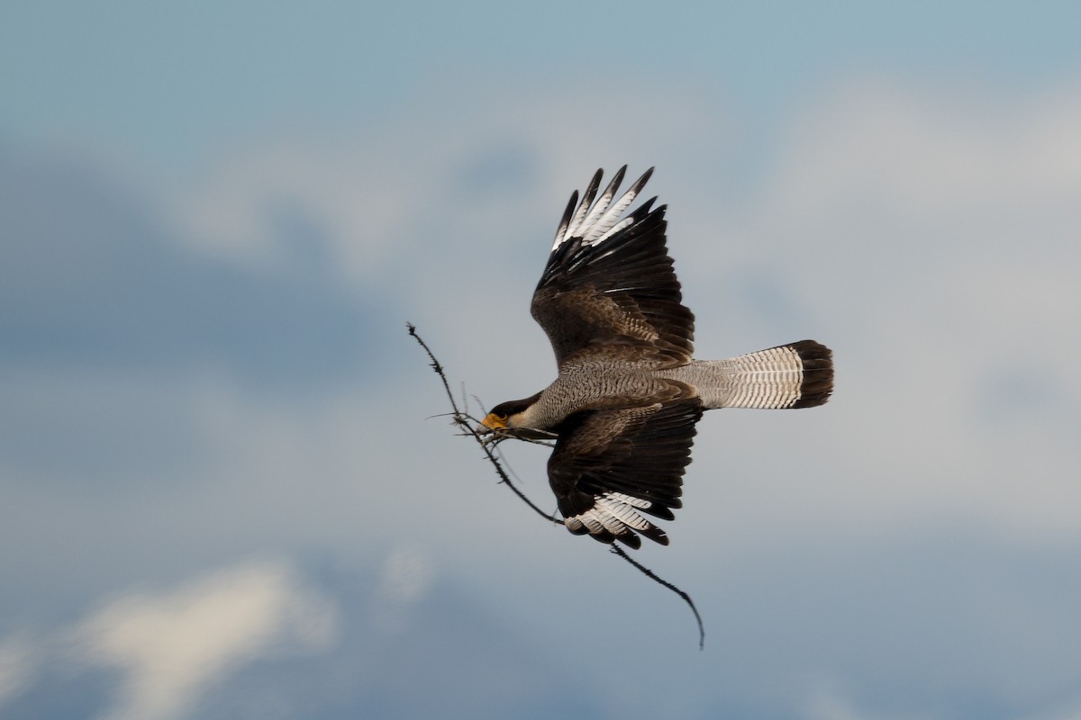Crested Caracara (Southern) - ML647646689