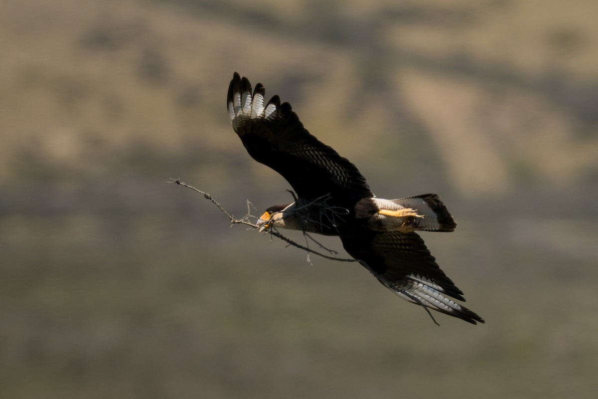 Crested Caracara (Southern) - ML647646690