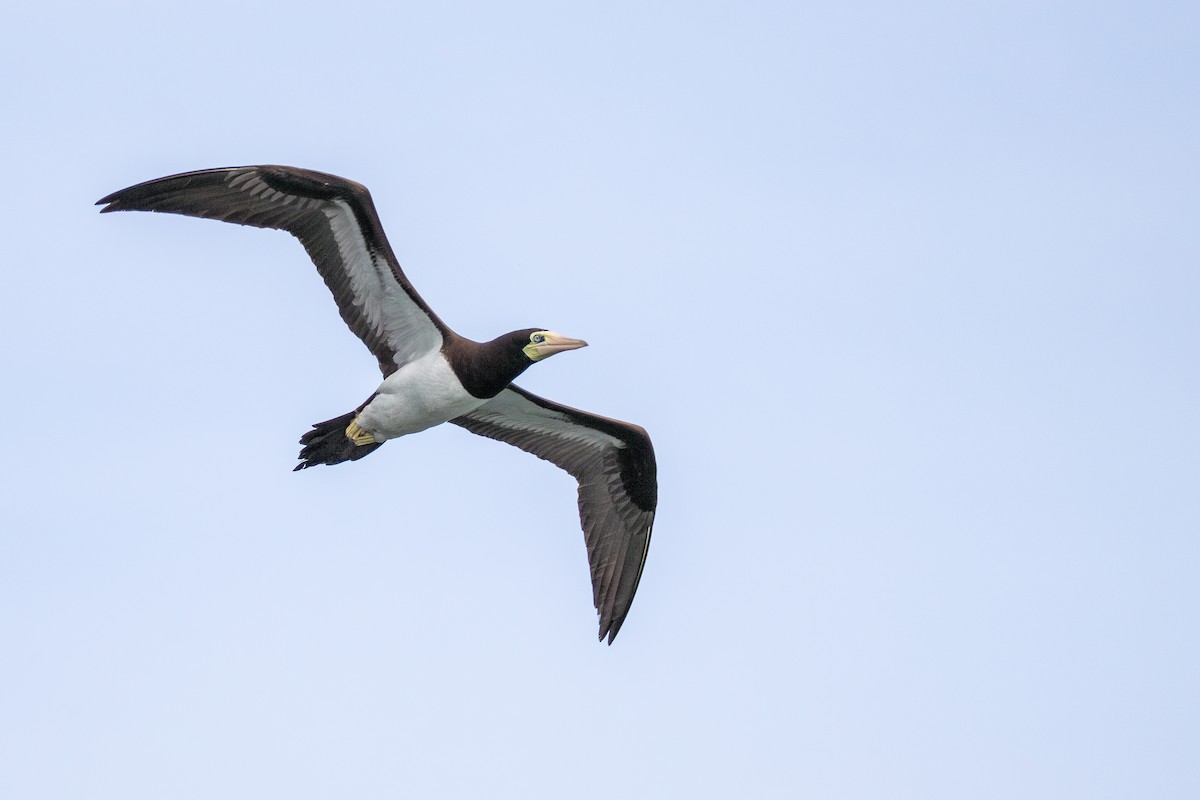 Brown Booby - ML647646702