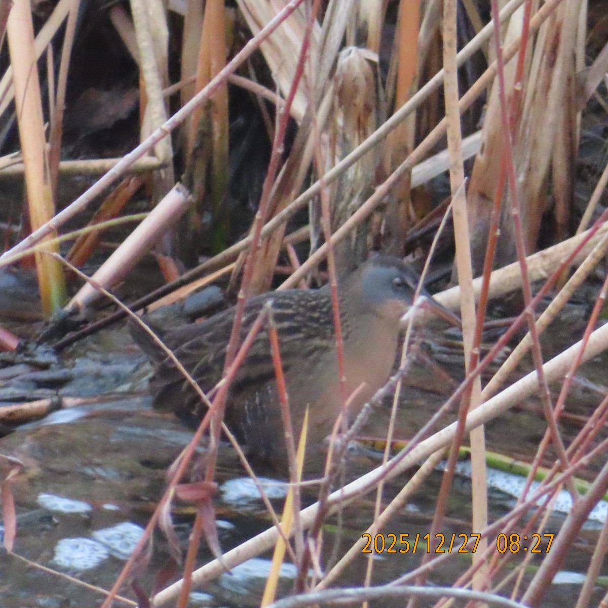 Virginia Rail - ML647646712