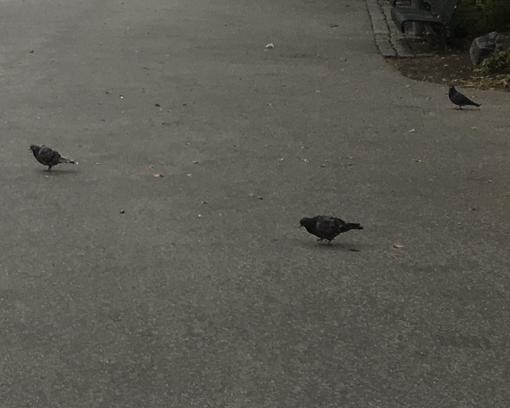 יונת בית - ML647646718