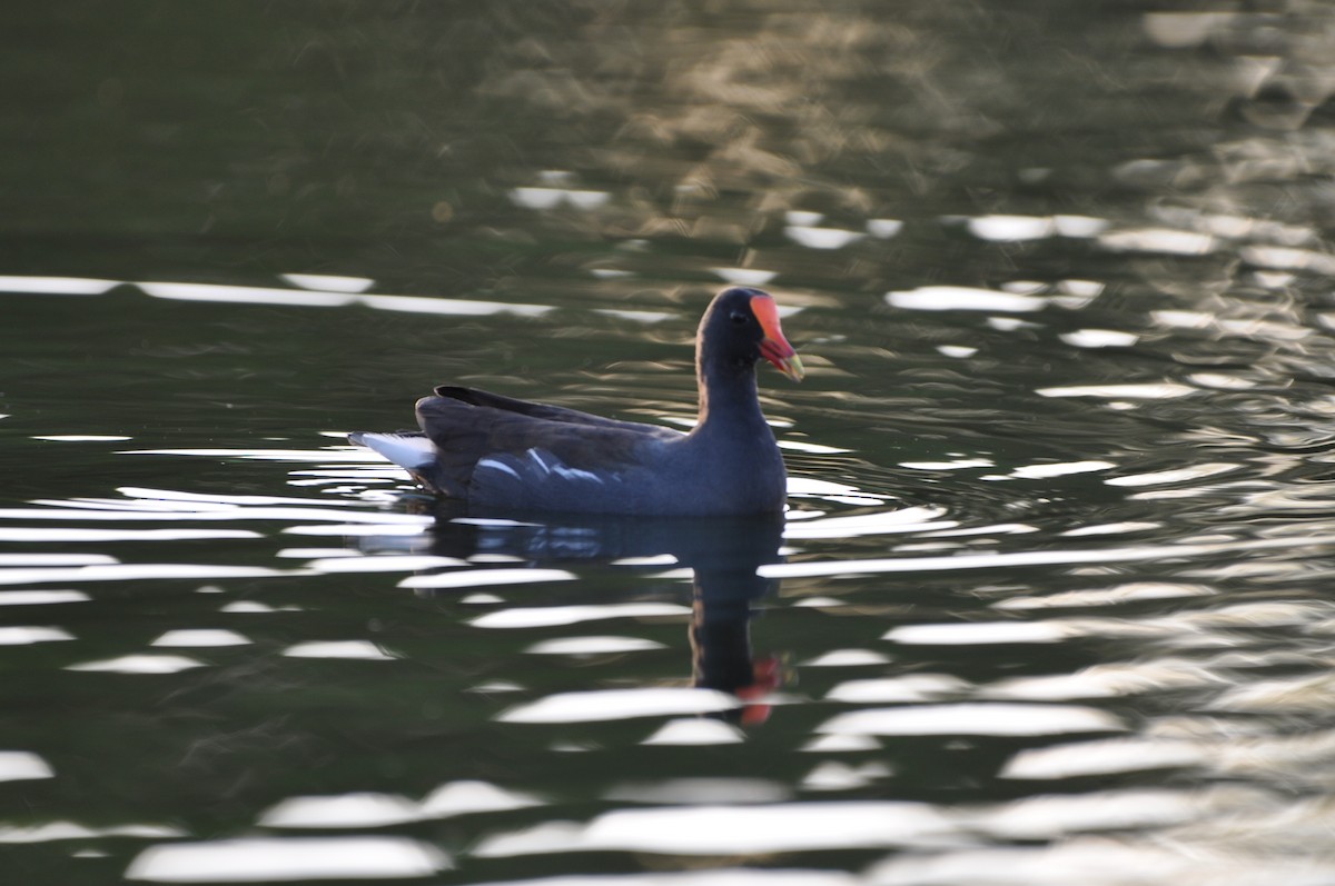 Amerika Sutavuğu - ML647646719