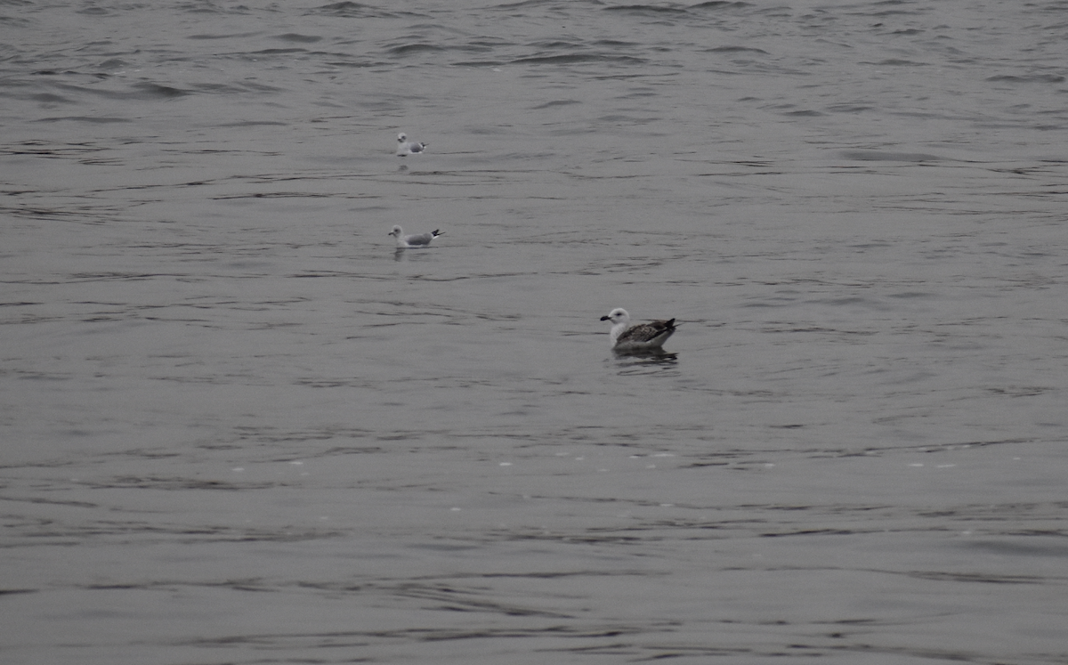 Great Black-backed Gull - ML647646737