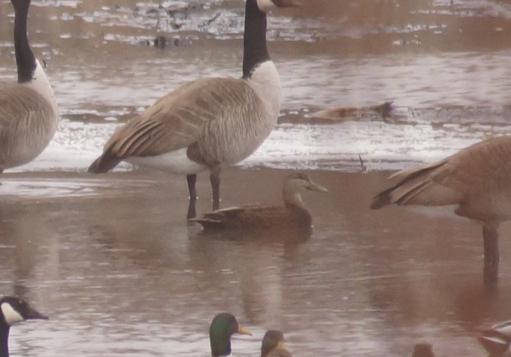 American Black Duck - ML647646755