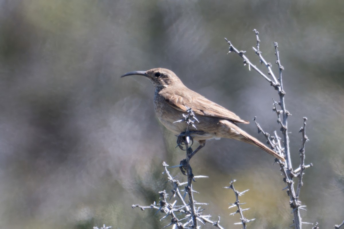 Scale-throated Earthcreeper - ML647646767