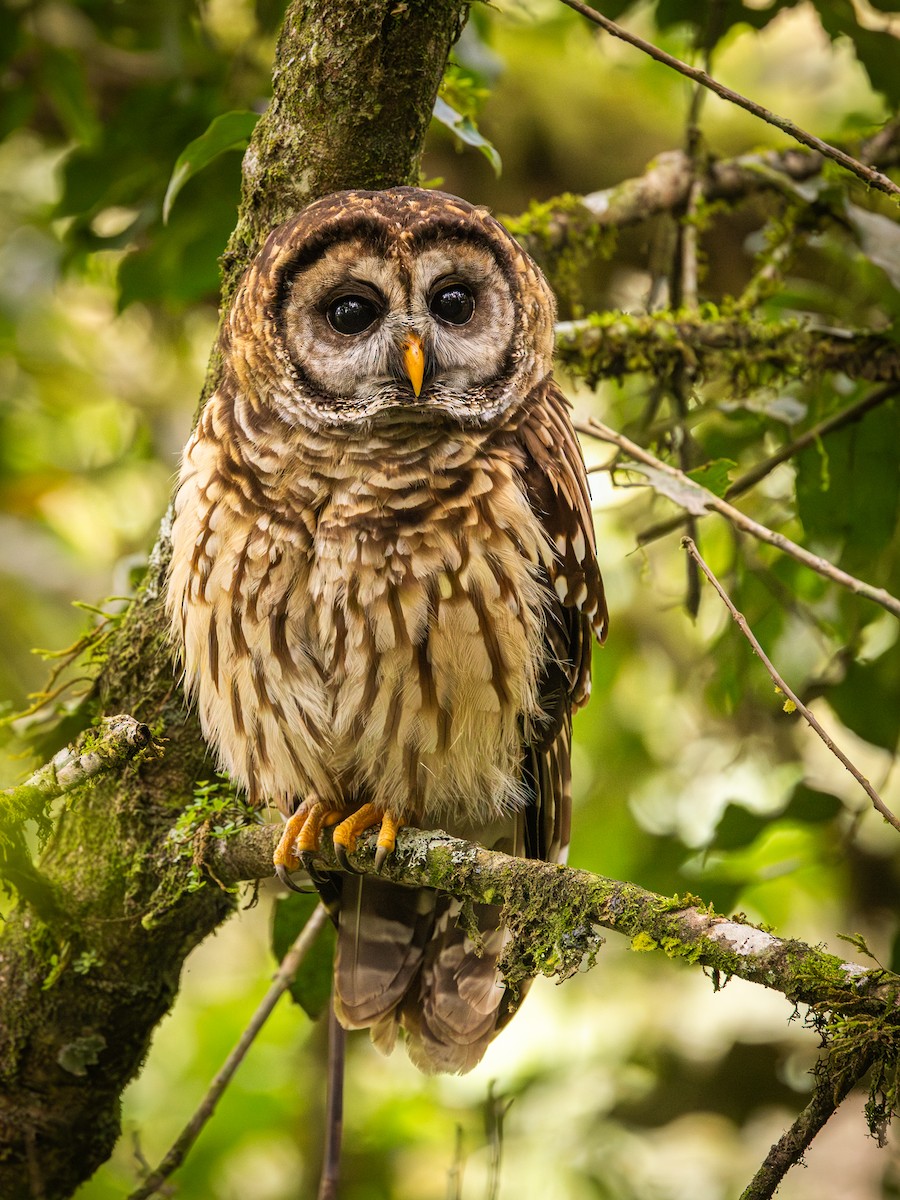Fulvous Owl - ML647646843