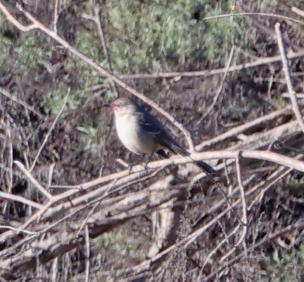 Northern Mockingbird - ML647646860