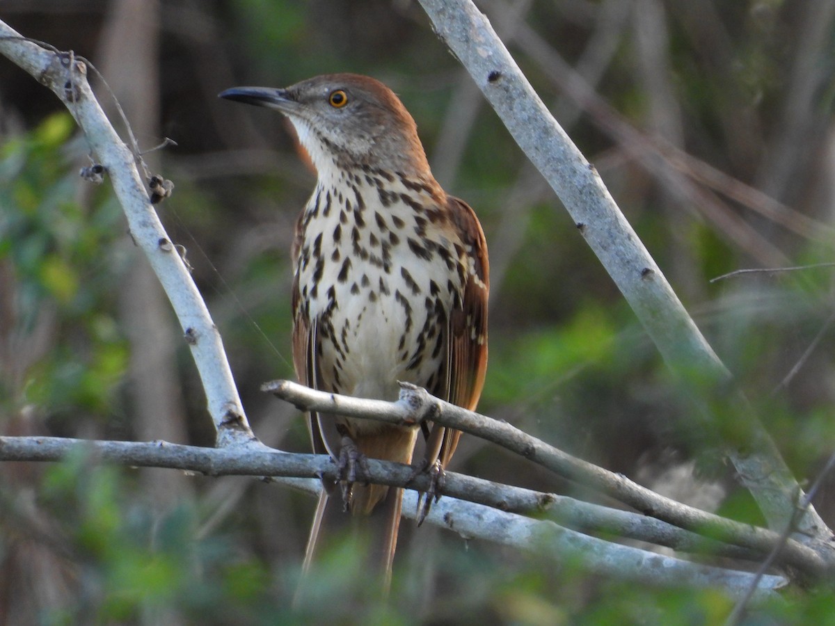 Cuitlacoche Rojizo - ML647646862