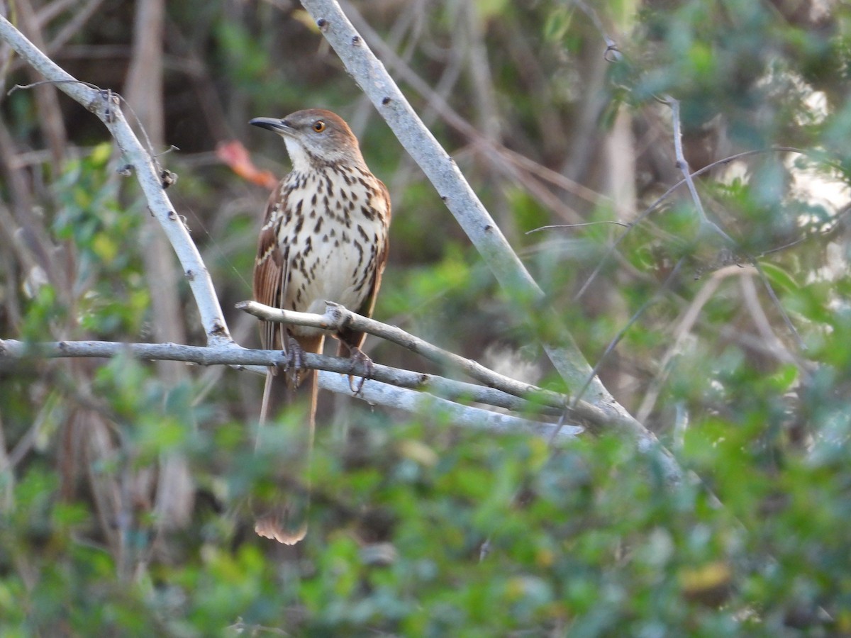 Cuitlacoche Rojizo - ML647646863