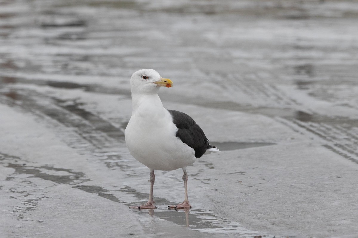 Great Black-backed Gull - ML647646864