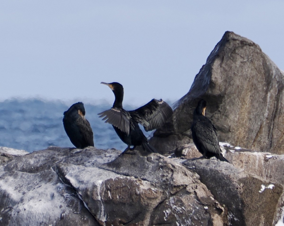 Karabatak - ML647646875