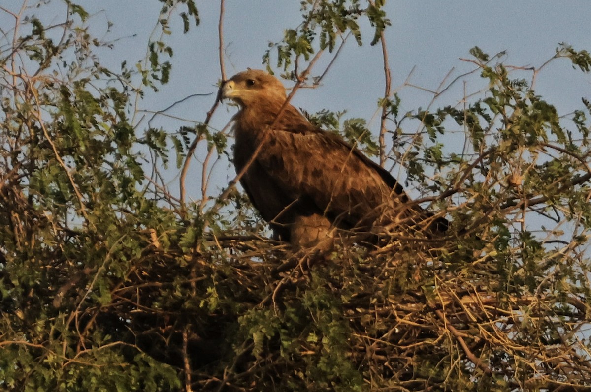 Tawny Eagle - ML647646894