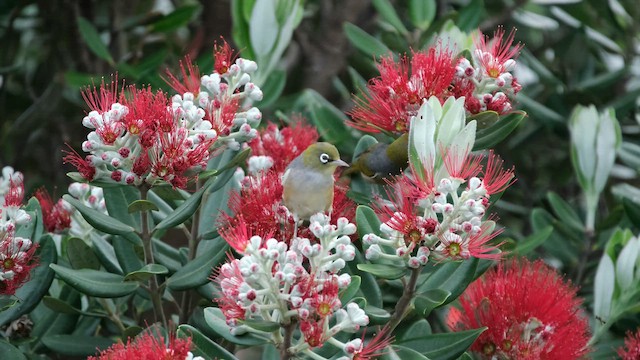 Серебряная белоглазка - ML647646901