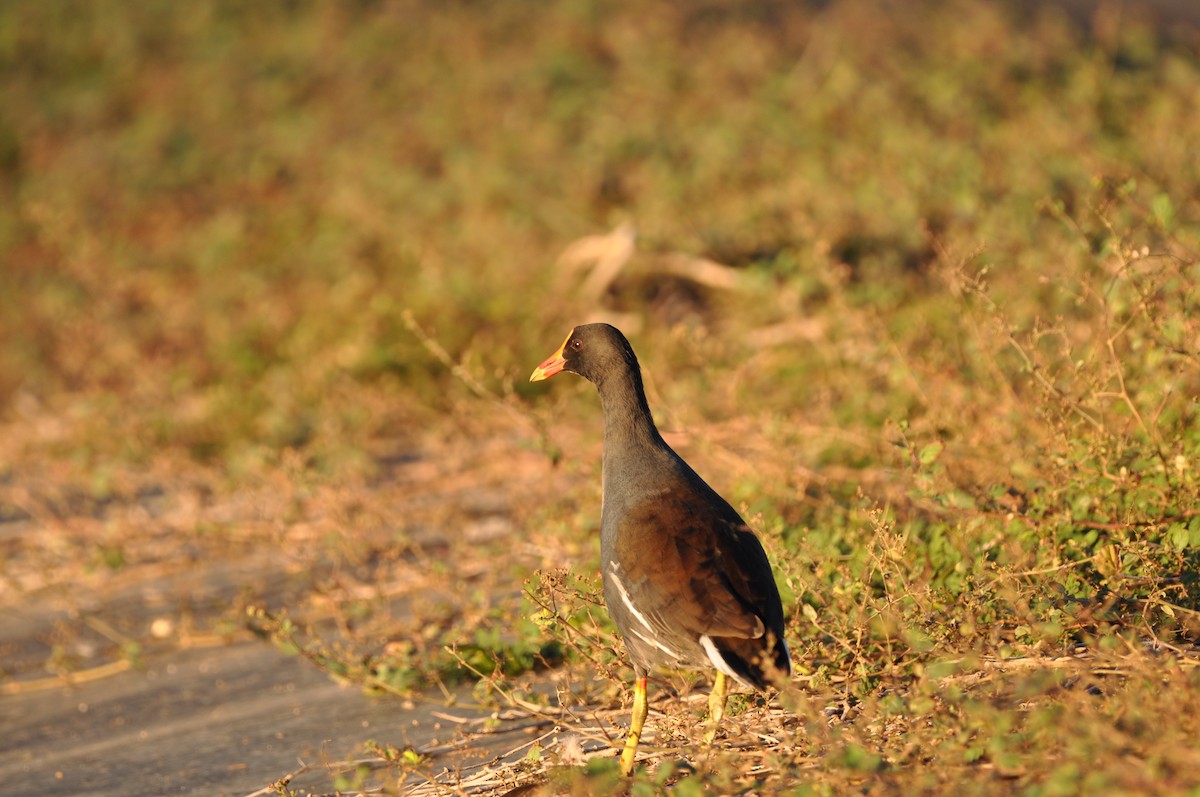 Amerika Sutavuğu - ML647646917