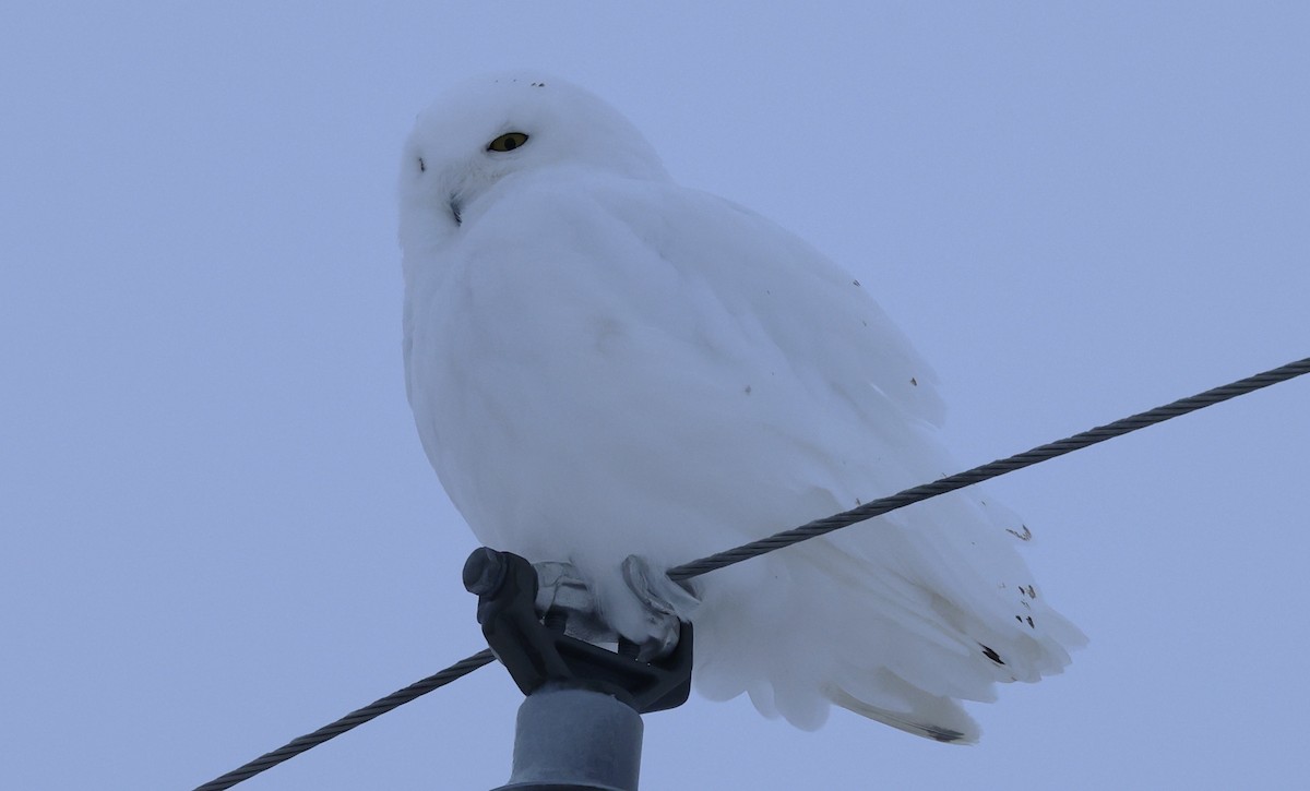 Snowy Owl - ML647646924