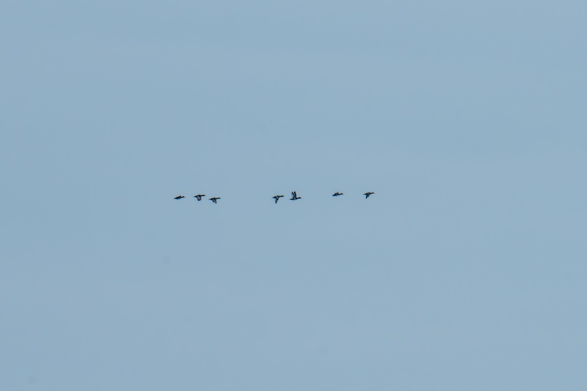 Морская чернеть - ML647646971