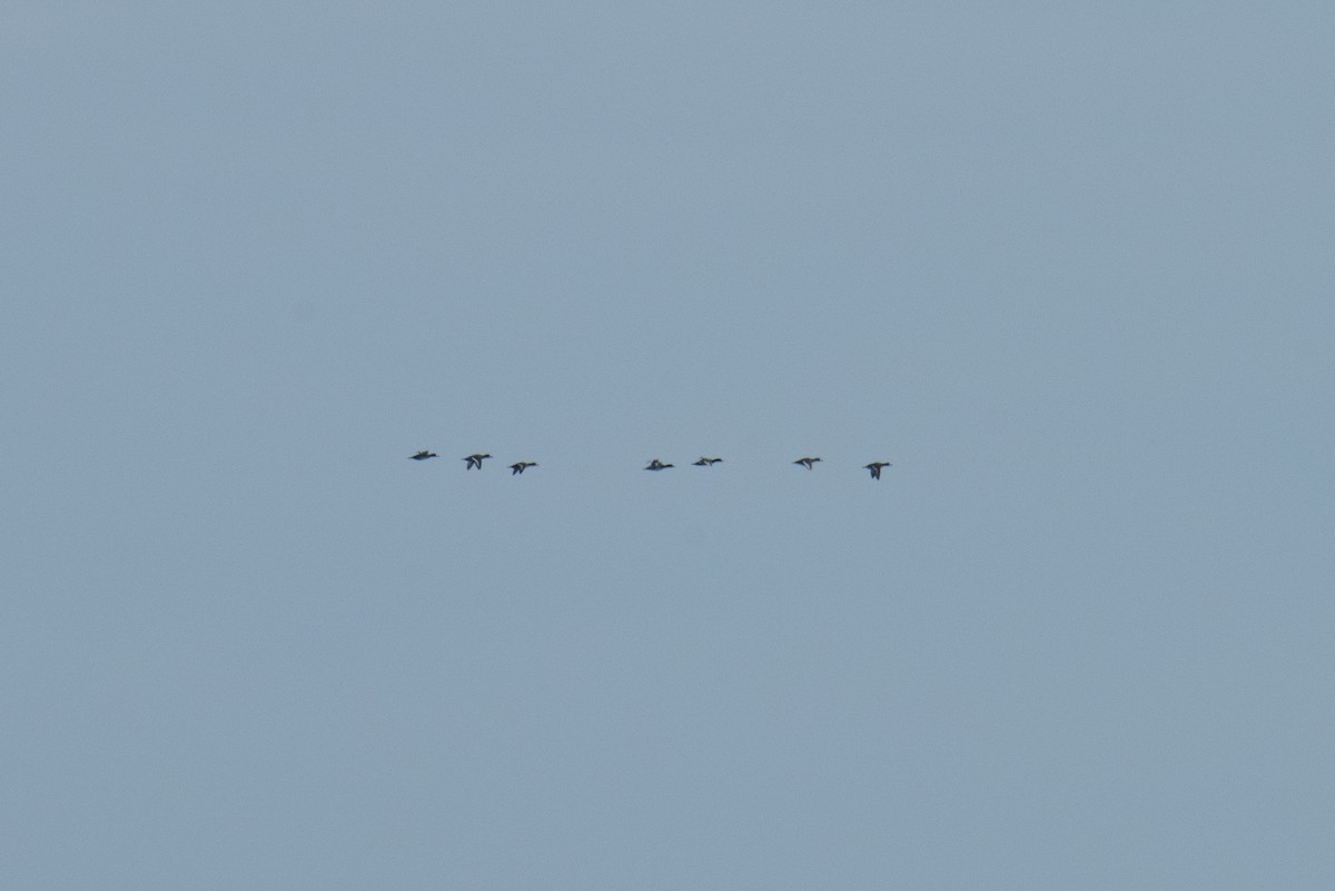 Морская чернеть - ML647646972