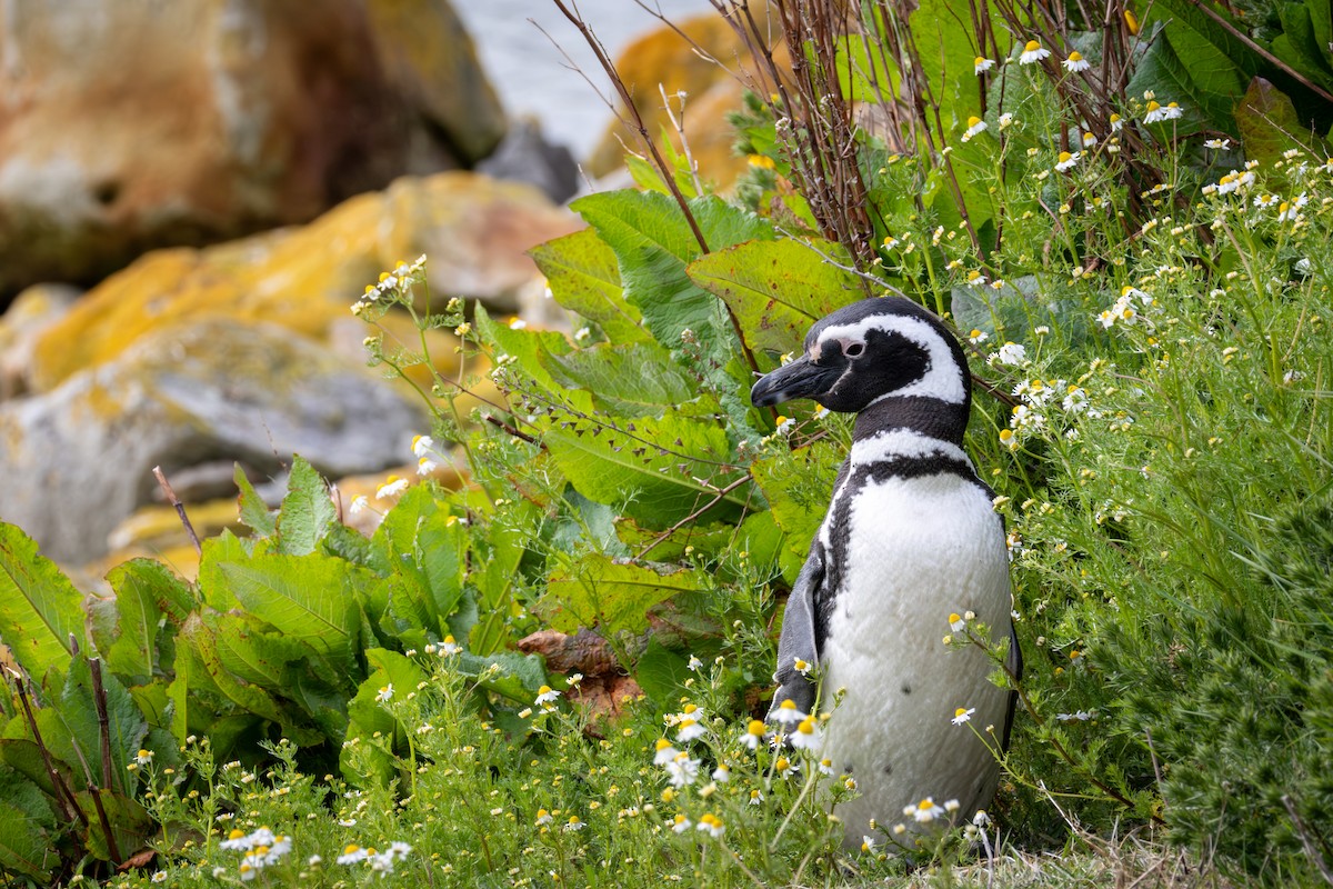 Magellanpinguin - ML647646986