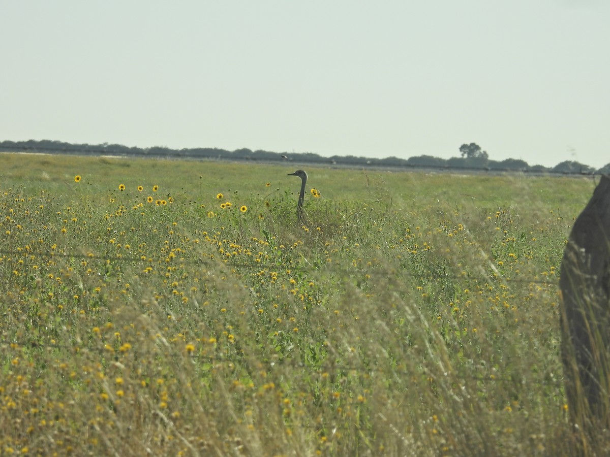 Greater Rhea - ML647646996