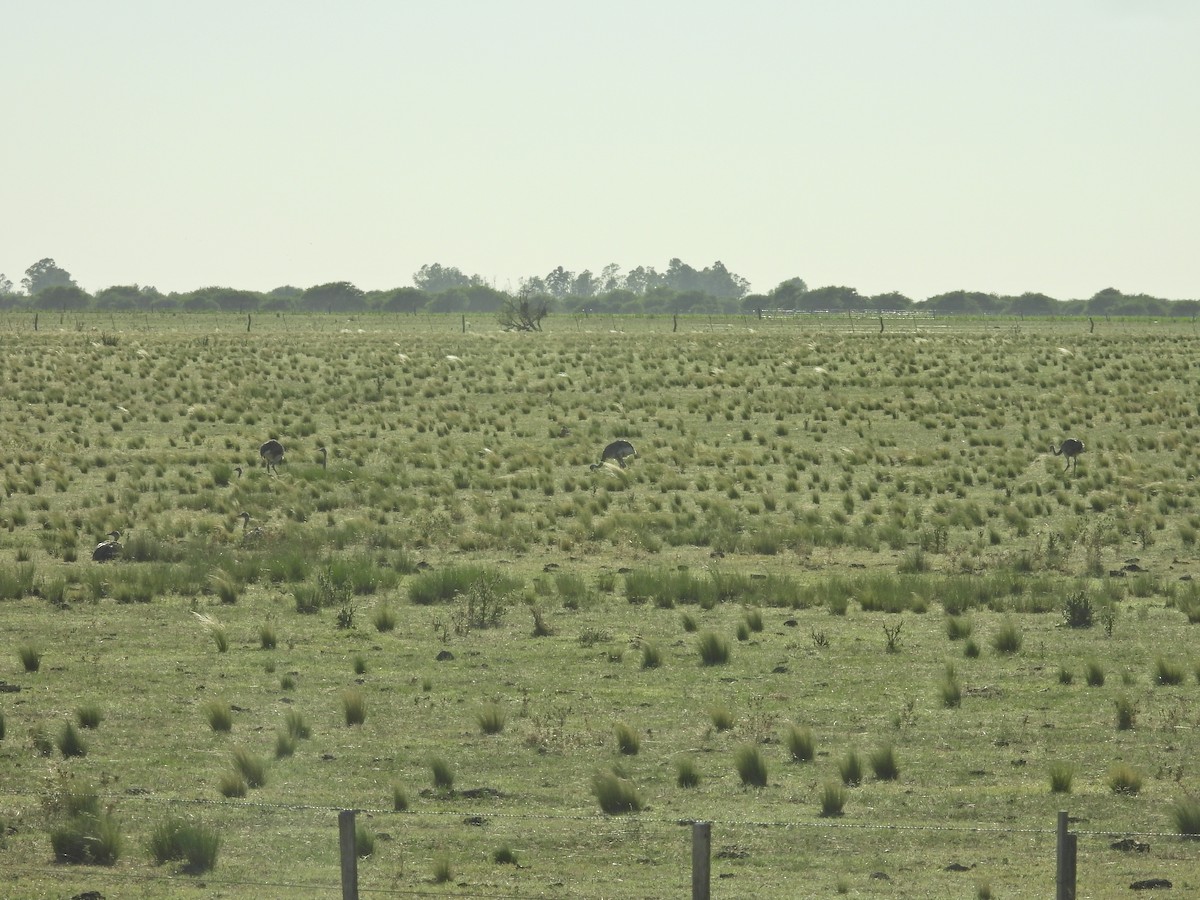 Greater Rhea - ML647646997