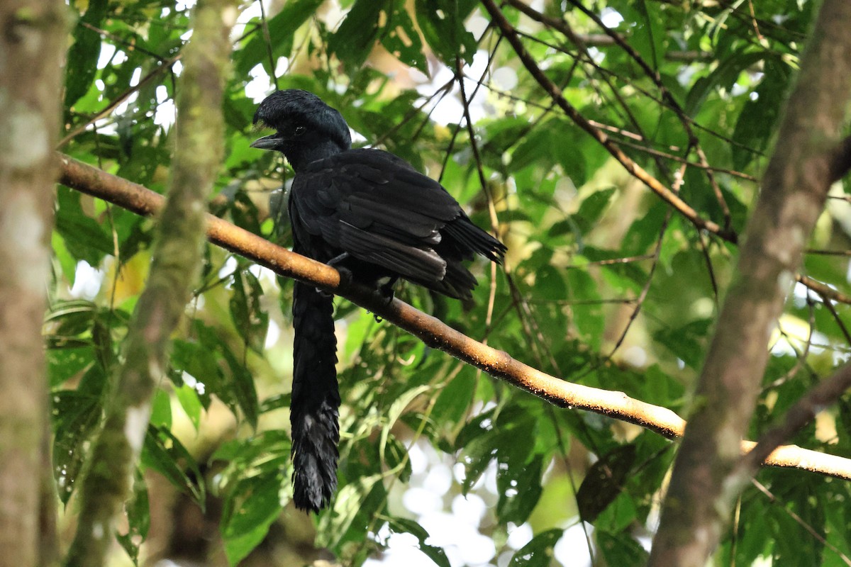 Long-wattled Umbrellabird - ML647647005