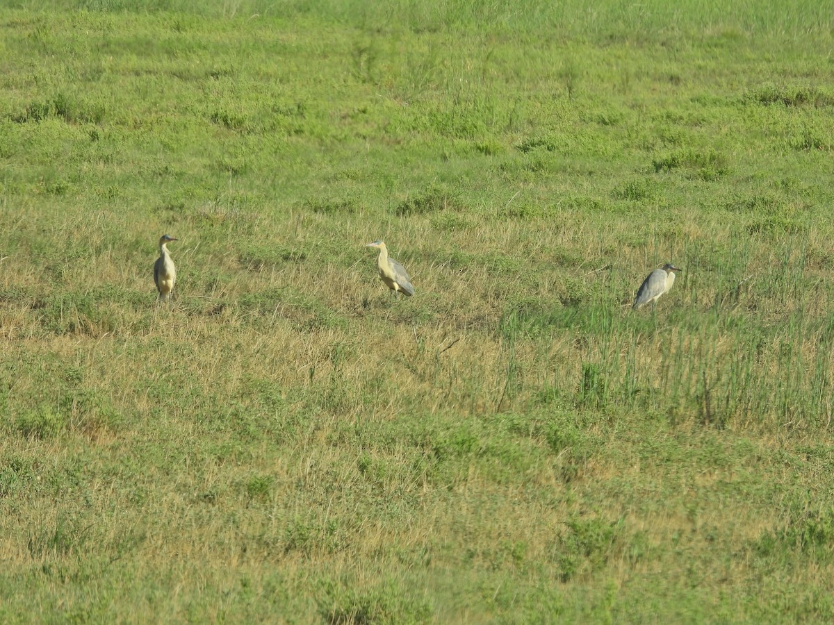 Whistling Heron - ML647647006